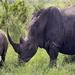 nairobi2026_nnp13.jpg